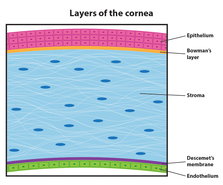 Layers of the cornea